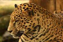 Jaguar 5